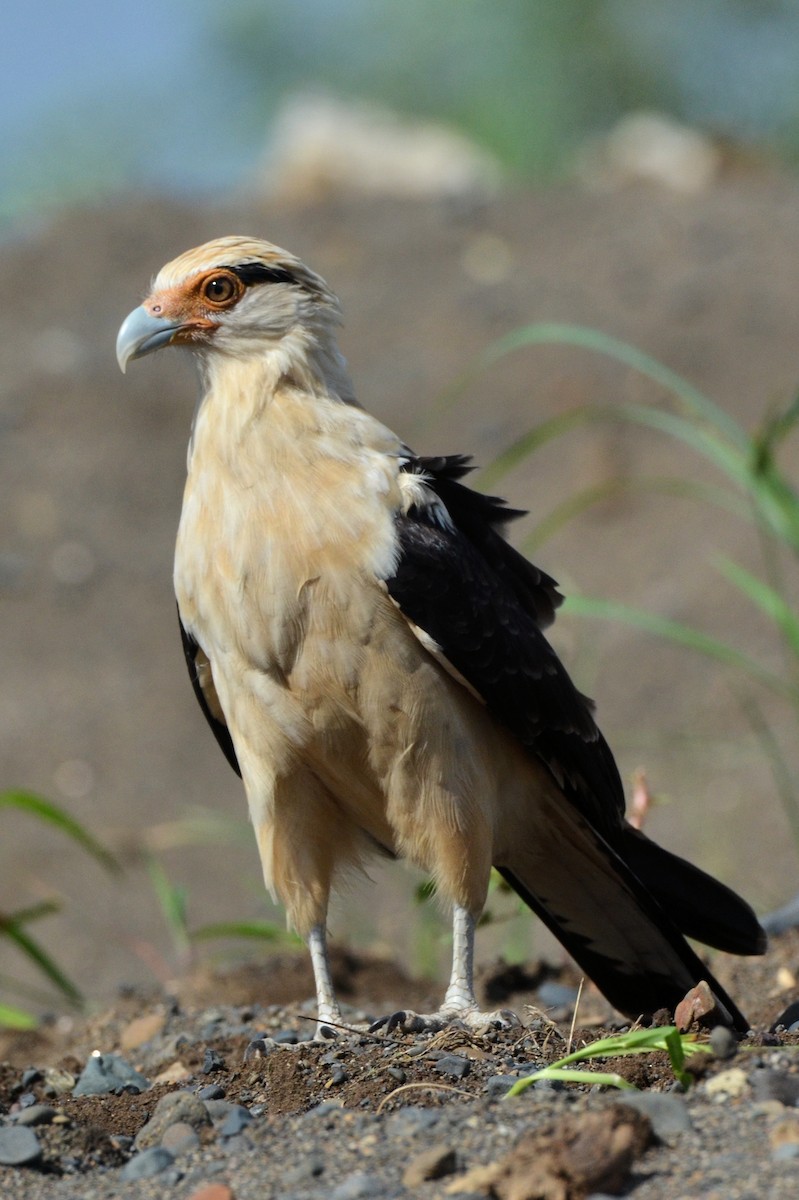 Yellow-headed Caracara - ML646869811