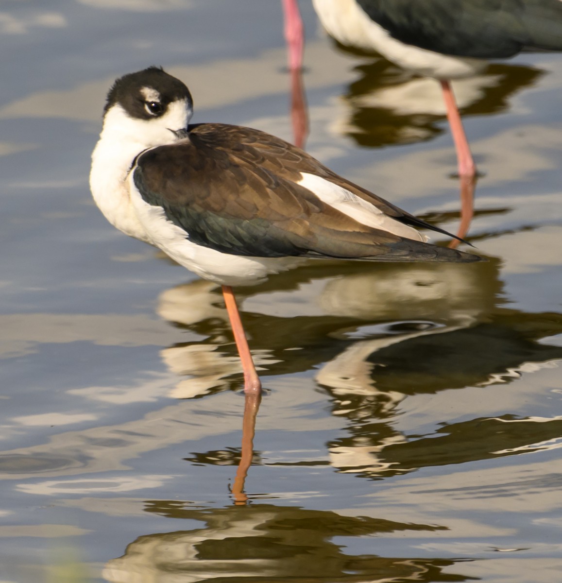 Cigüeñuela Cuellinegra - ML646869812