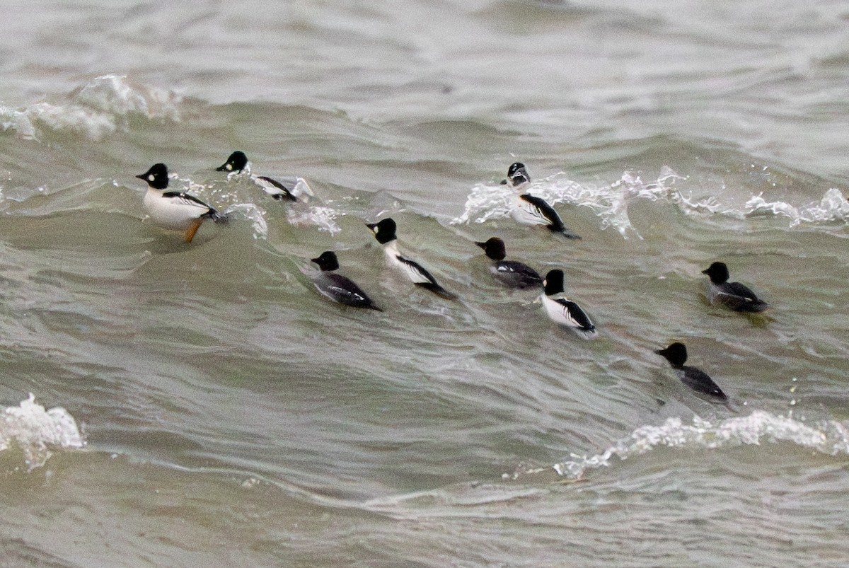 Quattrocchi - ML646869819