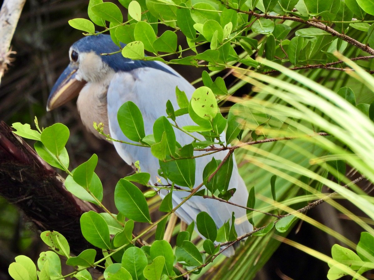 Челноклюв - ML646869821