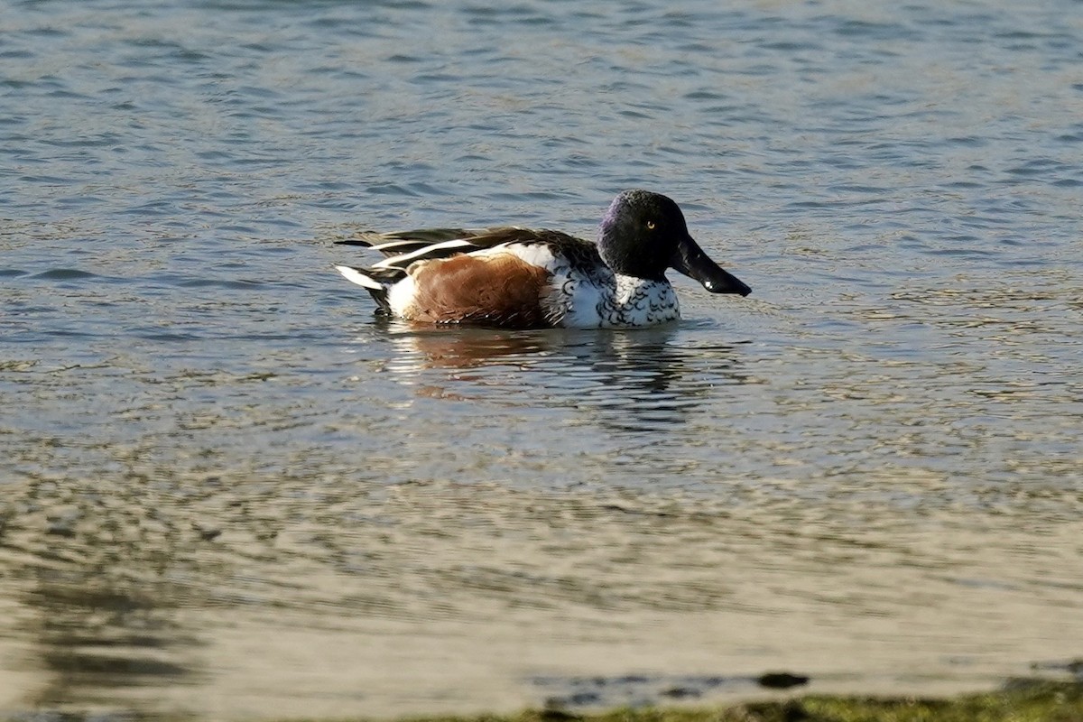 lžičák pestrý - ML646869824