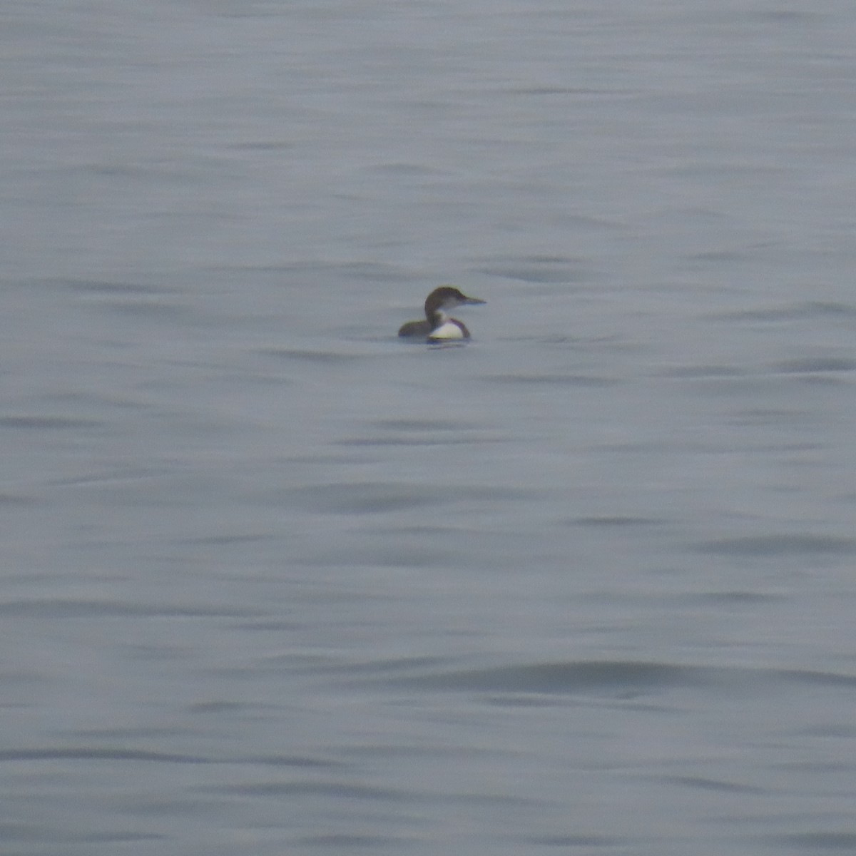 Common Loon - ML646869846