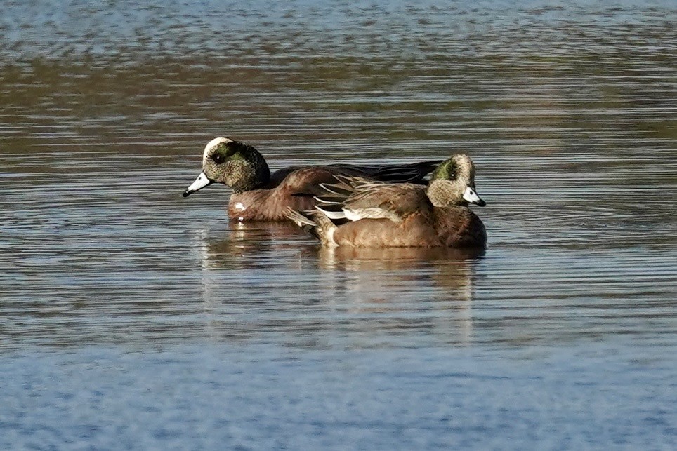 hvízdák americký - ML646869847