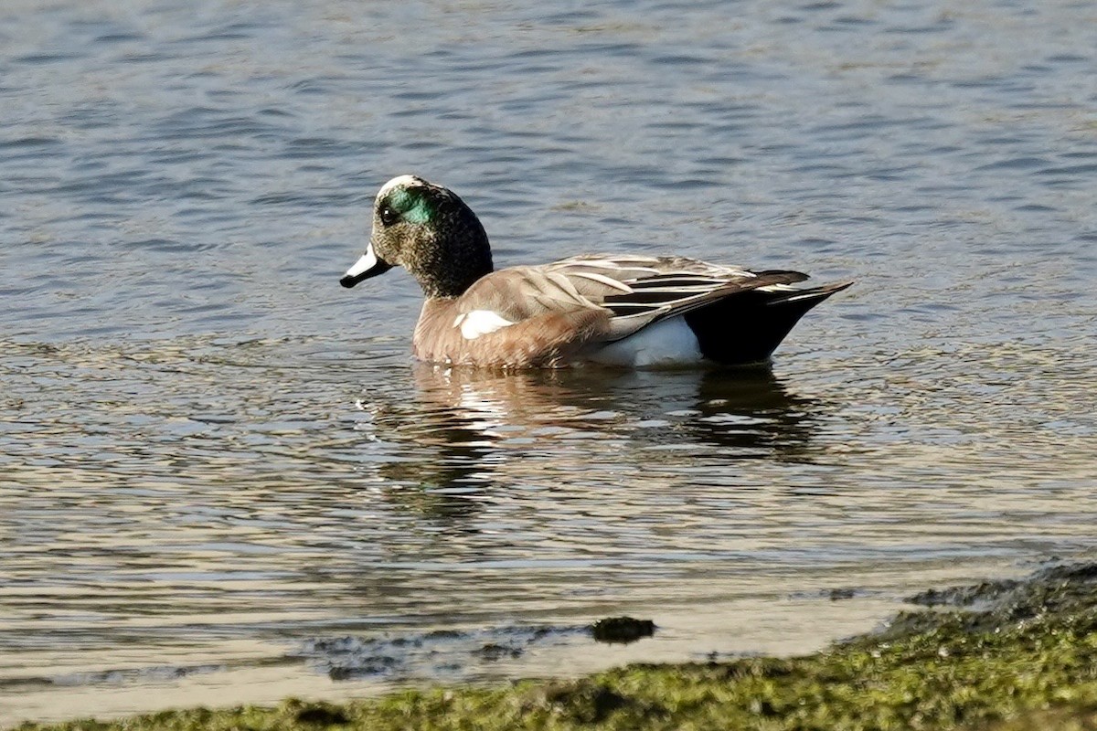 hvízdák americký - ML646869848