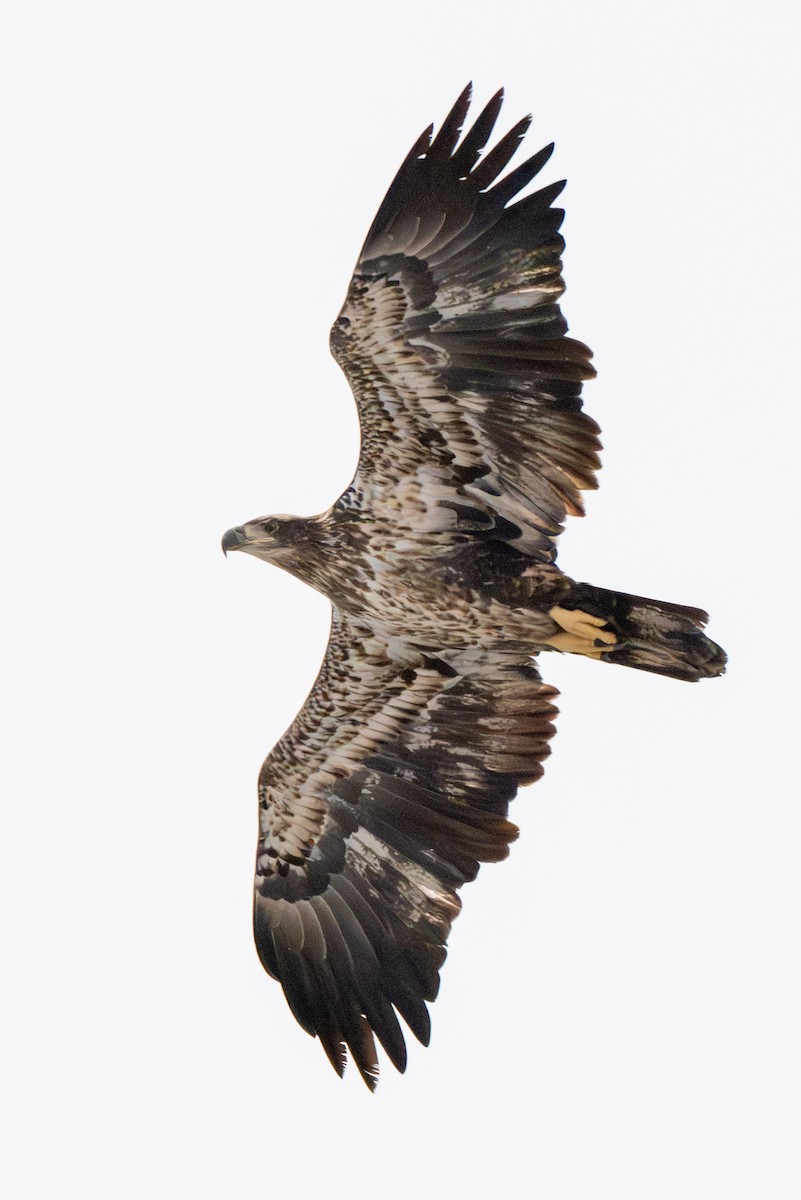 Bald Eagle - ML646869853