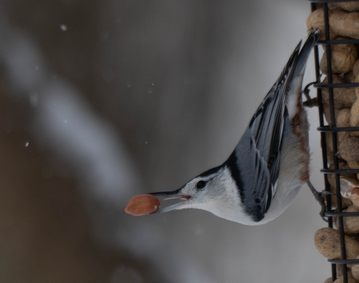 White-breasted Nuthatch - ML646869855