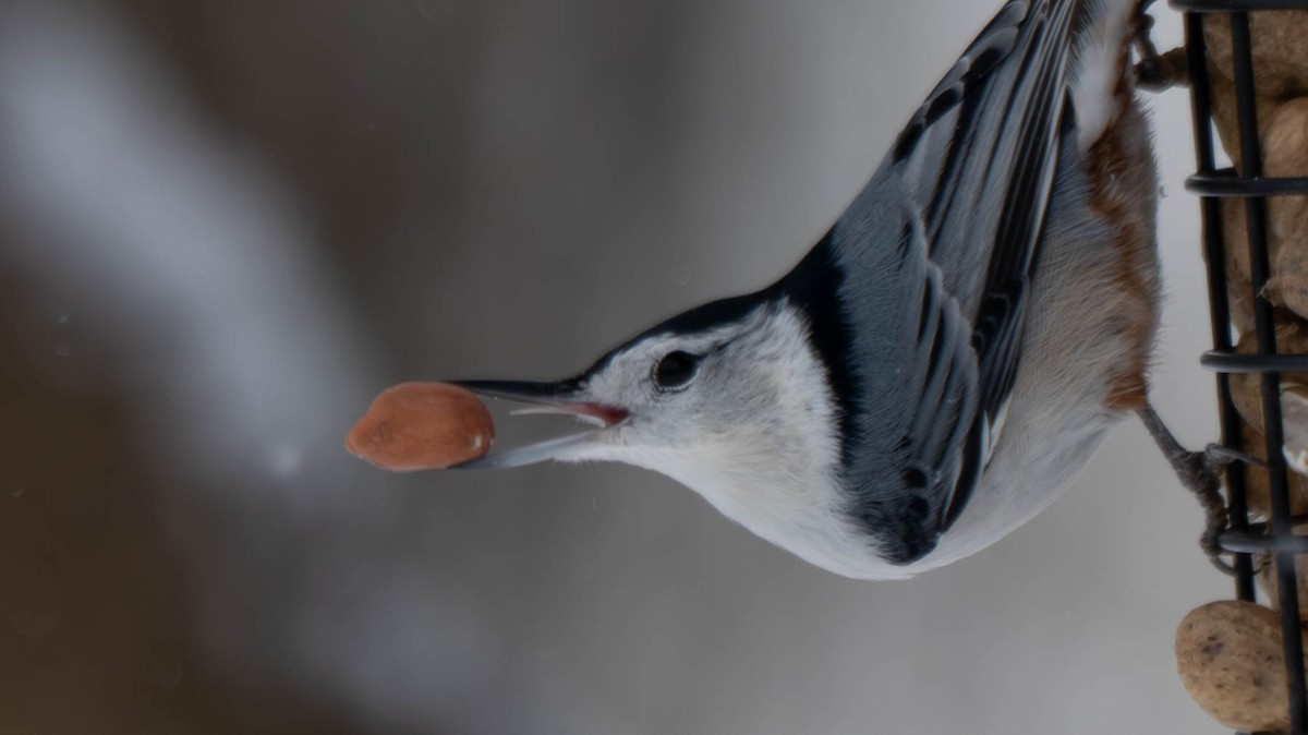 White-breasted Nuthatch - ML646869856