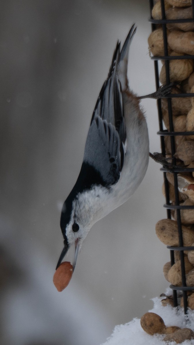 White-breasted Nuthatch - ML646869857
