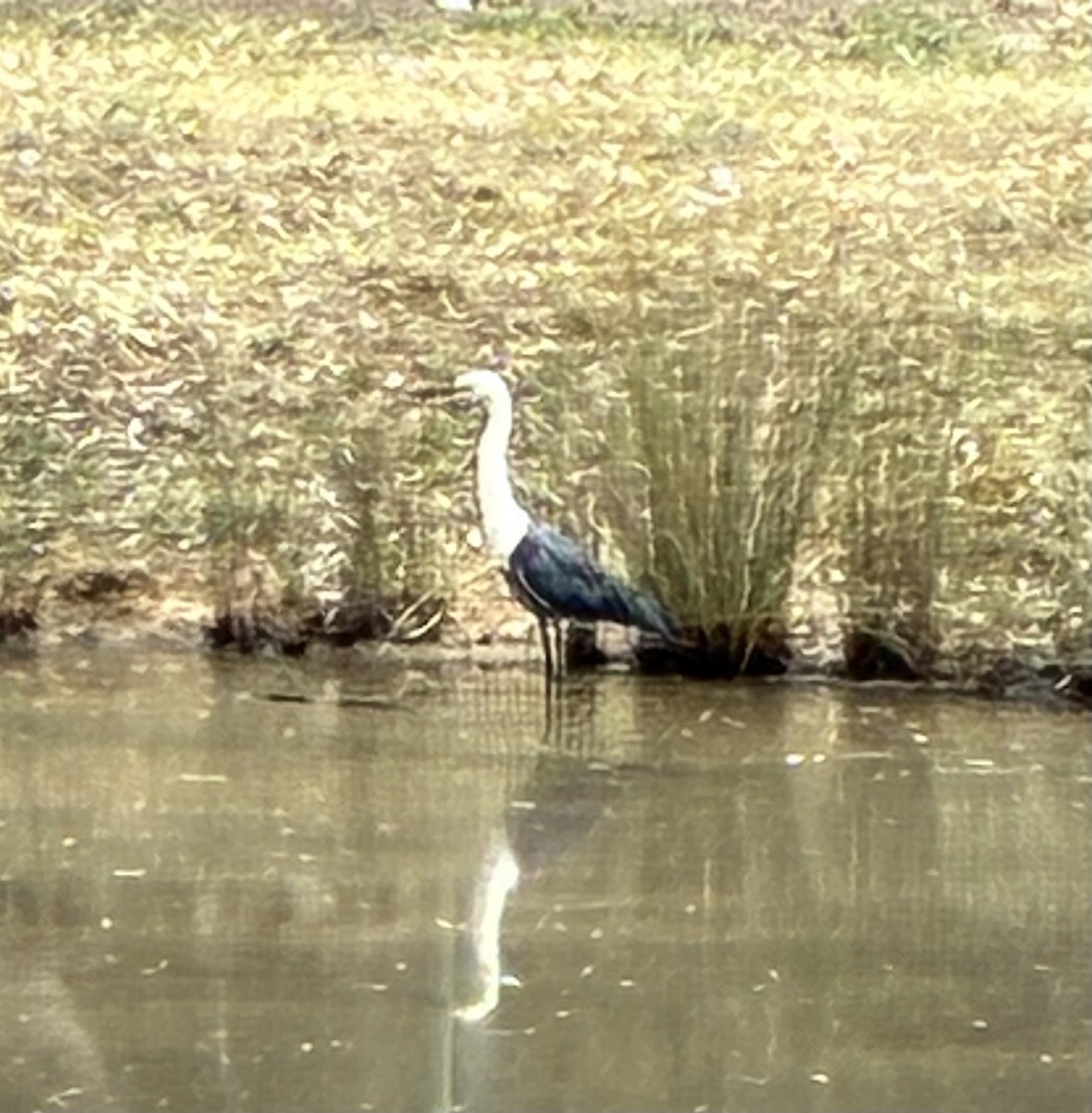 Pacific Heron - ML646869858