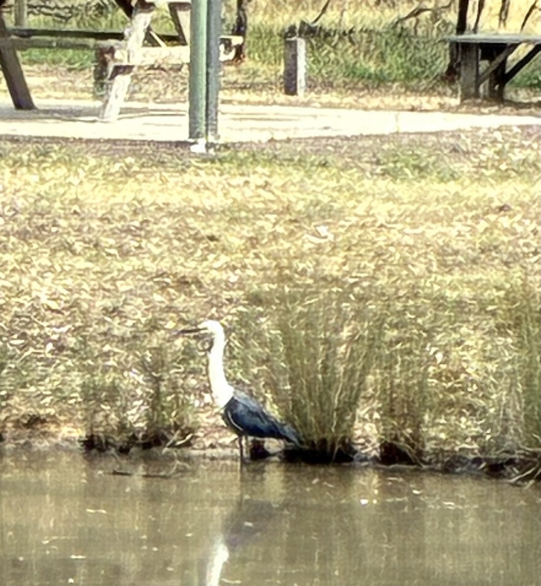Pacific Heron - ML646869859