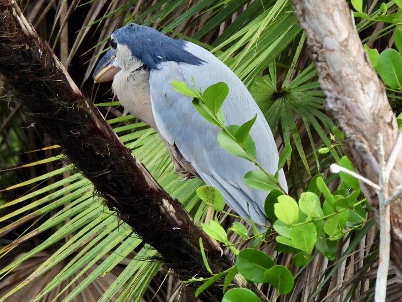 Челноклюв - ML646869862