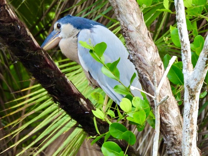 Челноклюв - ML646869865