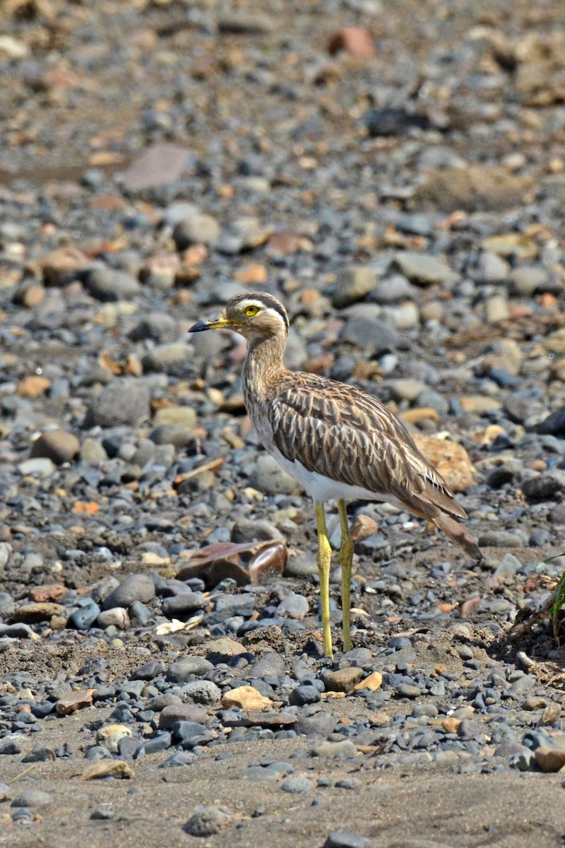 Double-striped Thick-knee - ML646869866