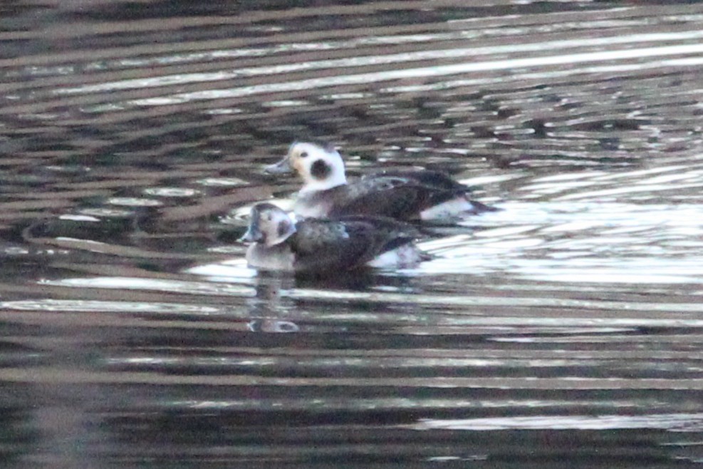 Izotz-ahatea - ML646869867