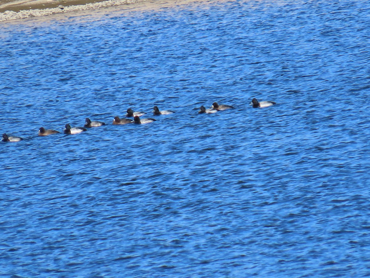 Чернь морська - ML646869875