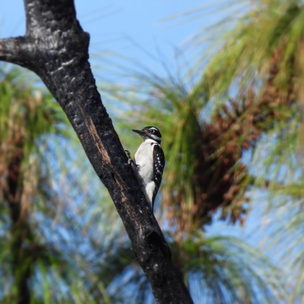 Hairy Woodpecker - ML646869877