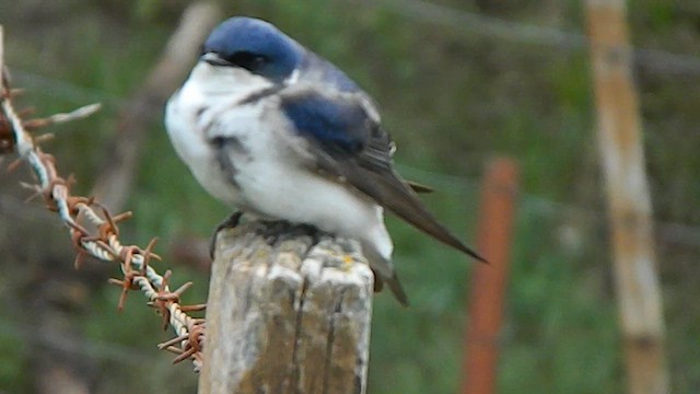Chilean Swallow - ML646869880