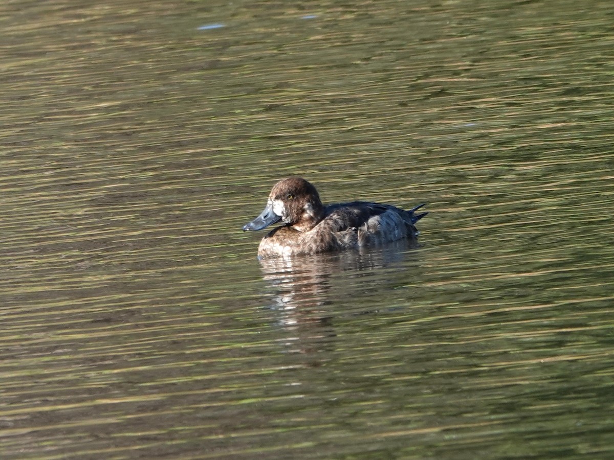 Морская чернеть - ML646869881