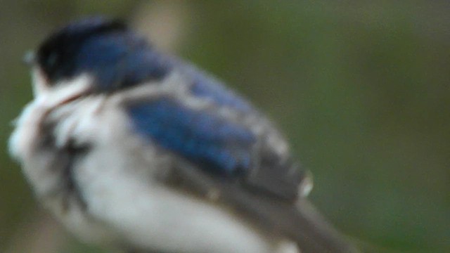 Chilean Swallow - ML646869882