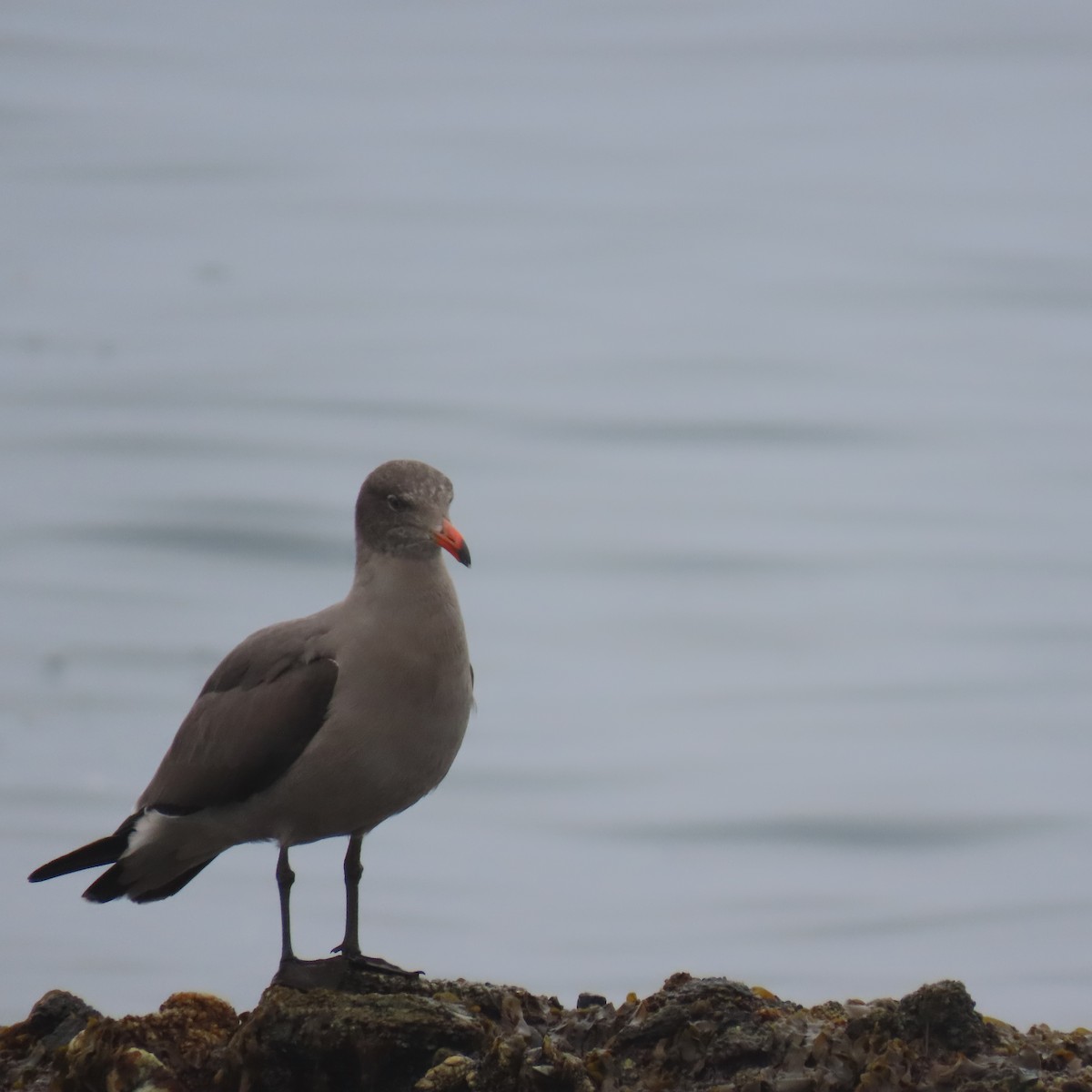 Goéland de Heermann - ML646869883