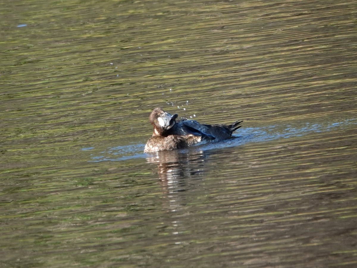 Морская чернеть - ML646869884
