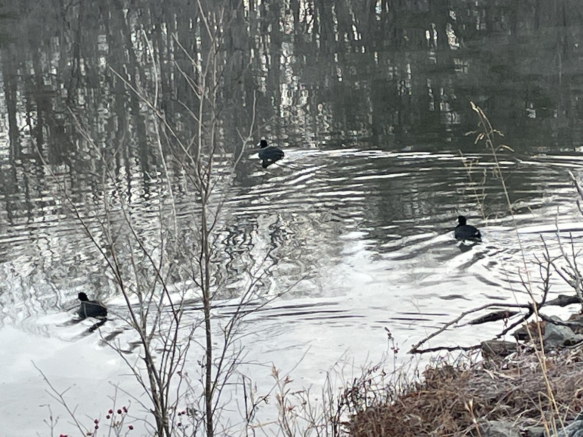 Американская лысуха - ML646869885