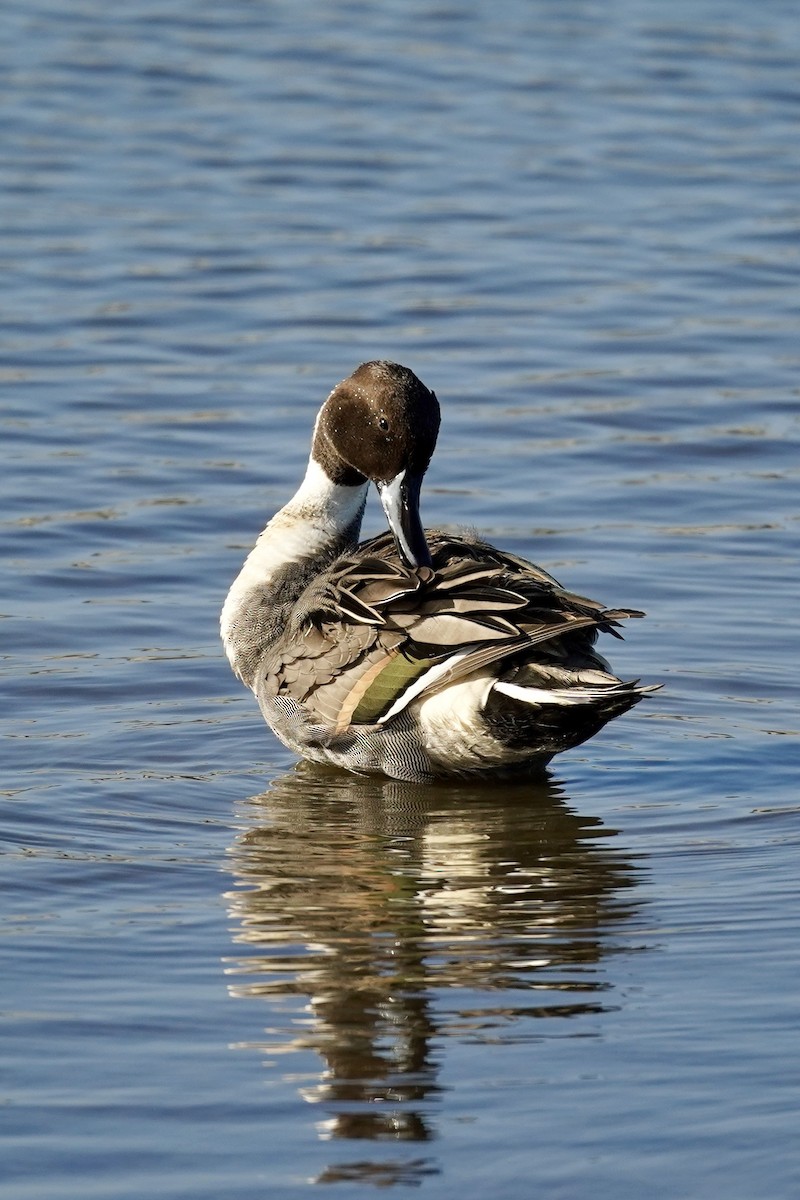 ostralka štíhlá - ML646869887