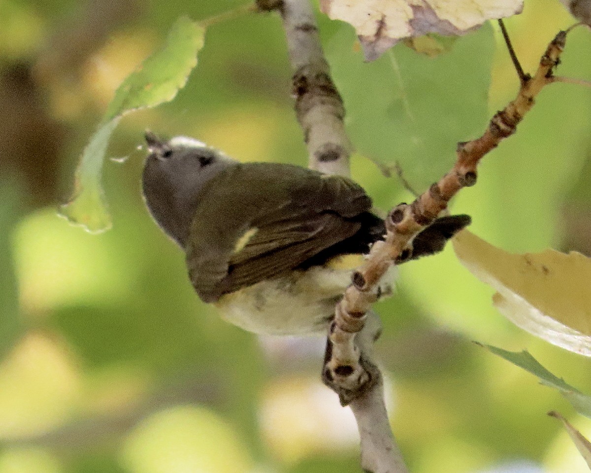 American Redstart - ML646869889
