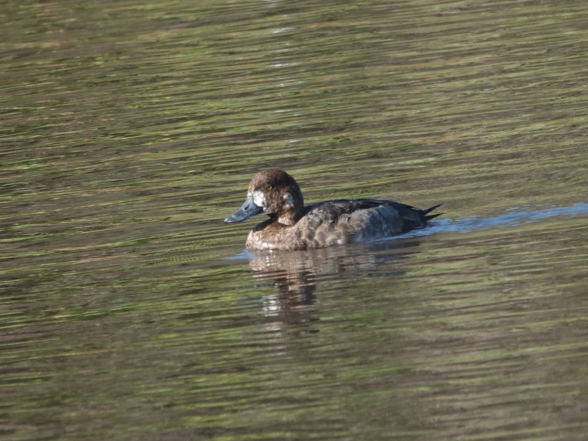 Морская чернеть - ML646869890