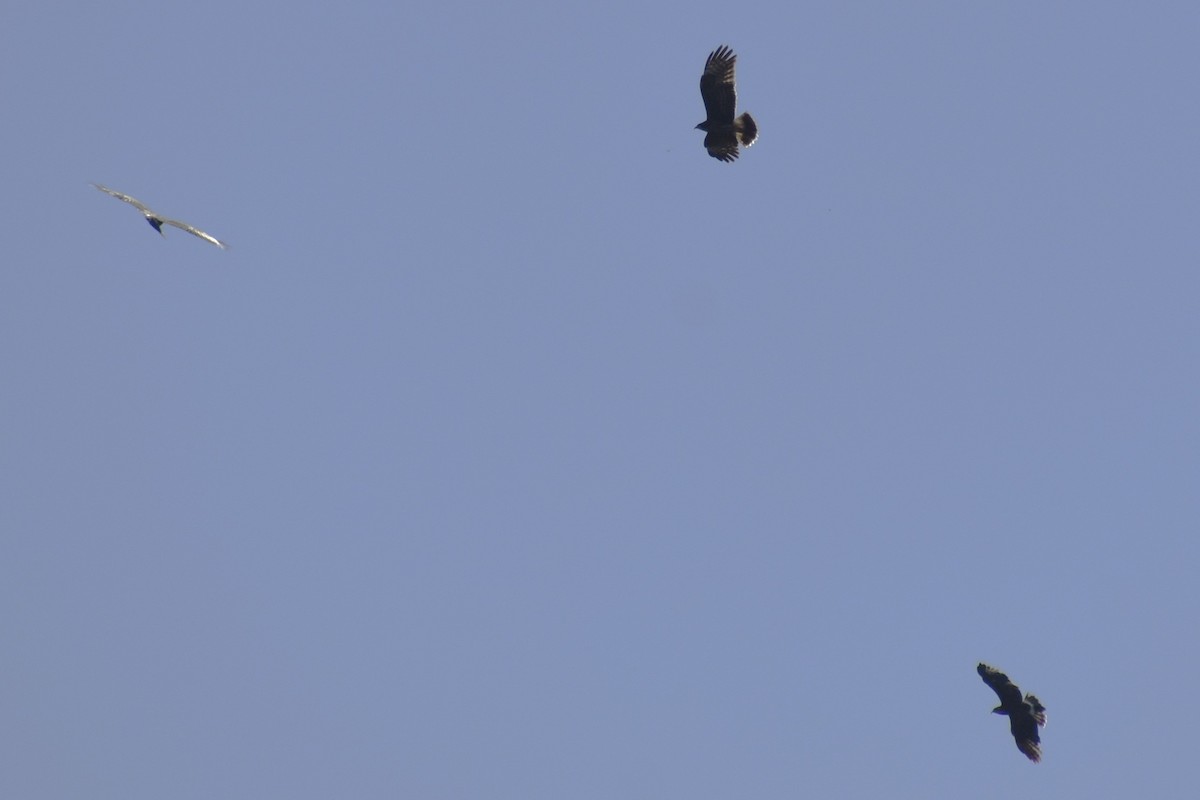 Snail Kite - ML646869895