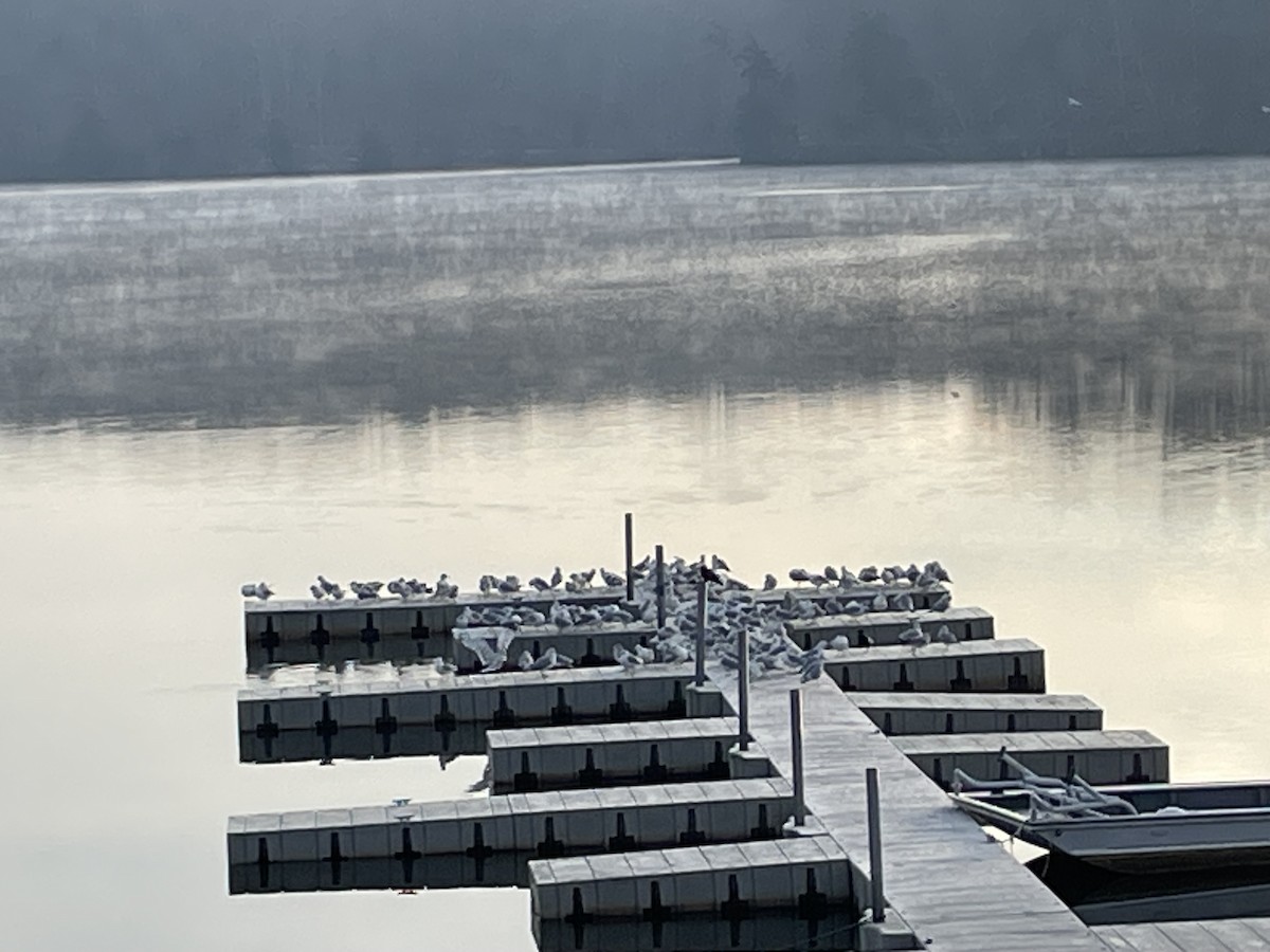 Делавэрская чайка - ML646869896