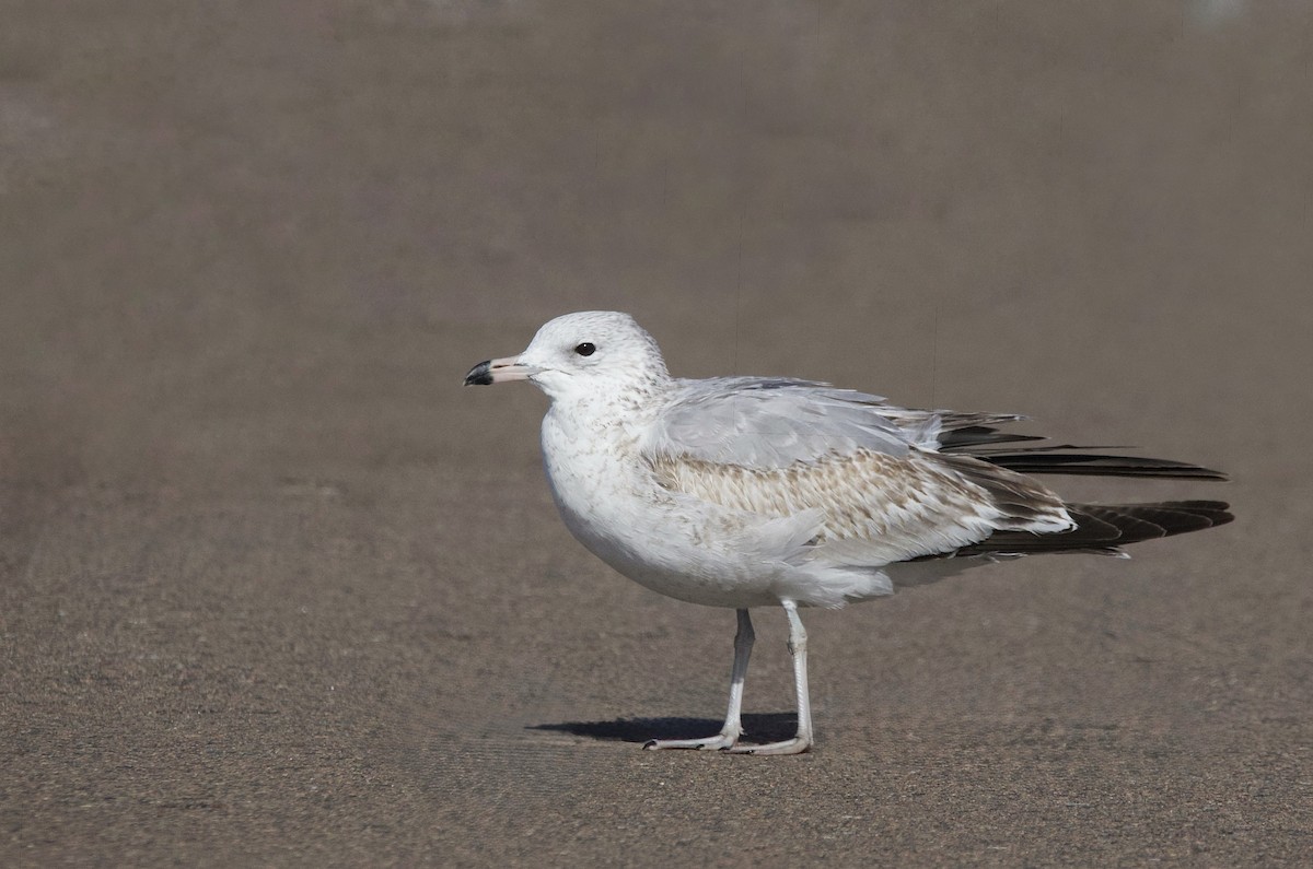 Мартин делаверський - ML646869897