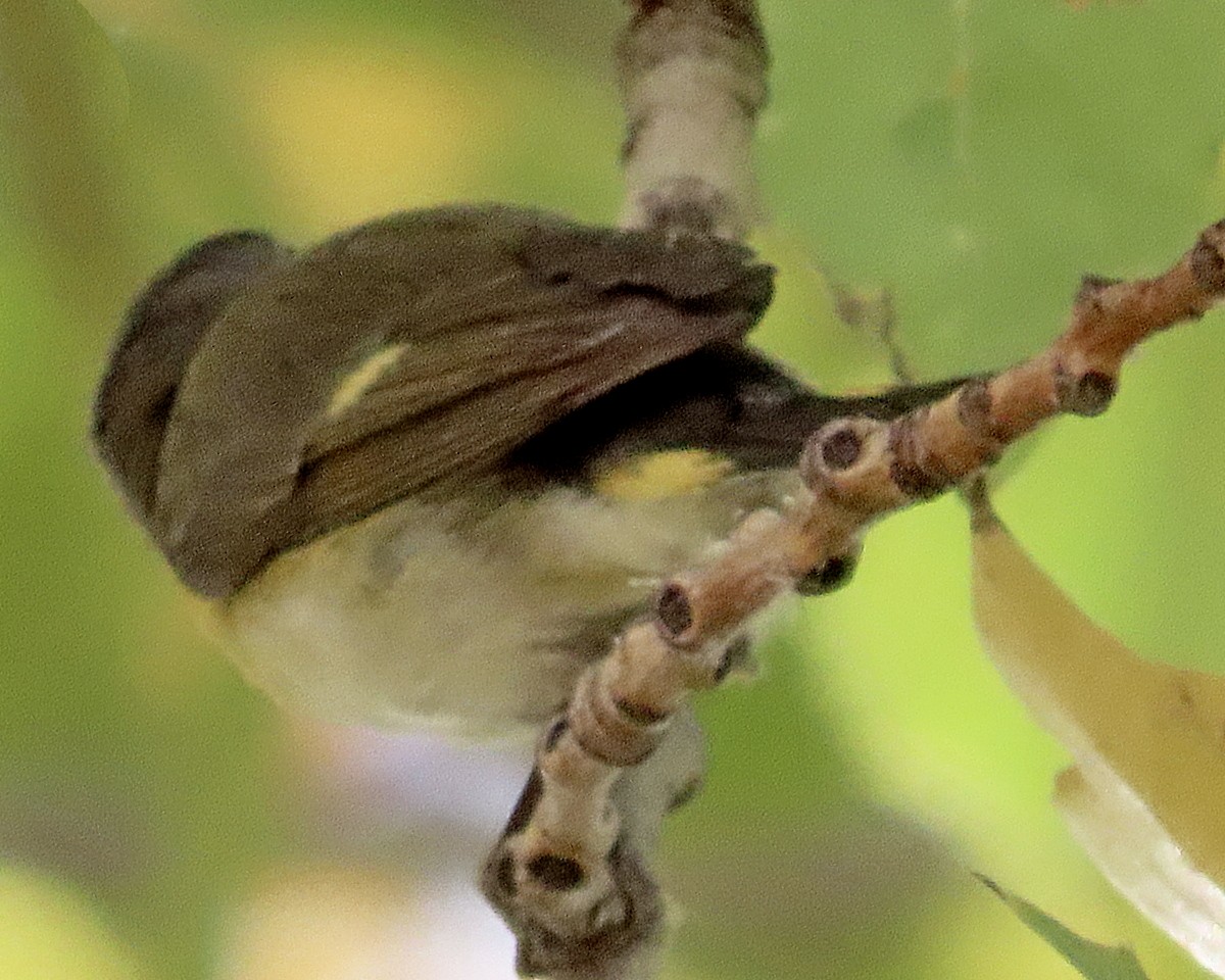 American Redstart - ML646869899