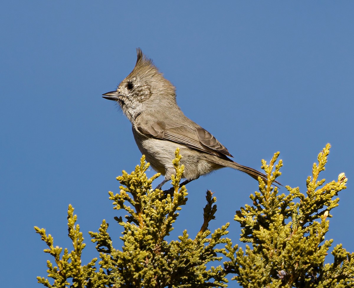 Синиця ялівцева - ML646869900