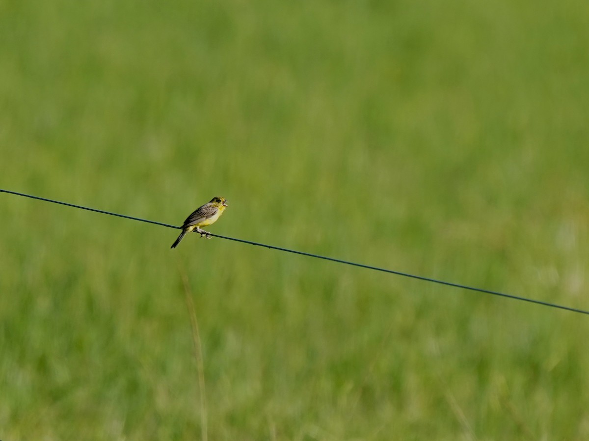 Короткоклювый зерноед - ML646869904