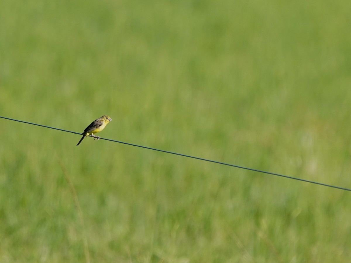 Короткоклювый зерноед - ML646869905