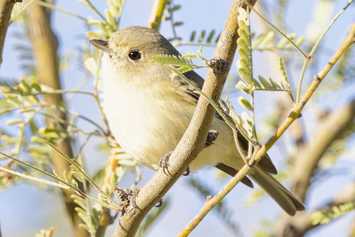 Віреон короткодзьобий [група stephensi] - ML646869906