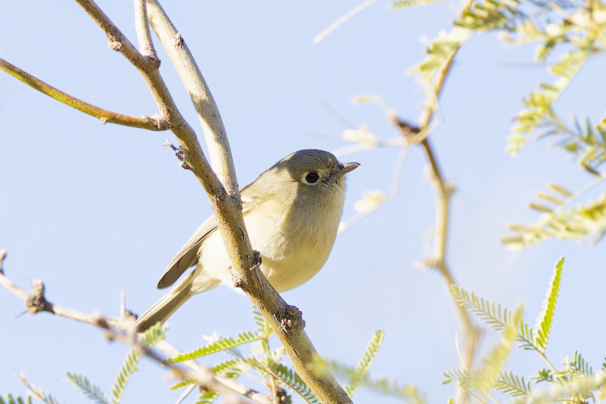 Віреон короткодзьобий [група stephensi] - ML646869907