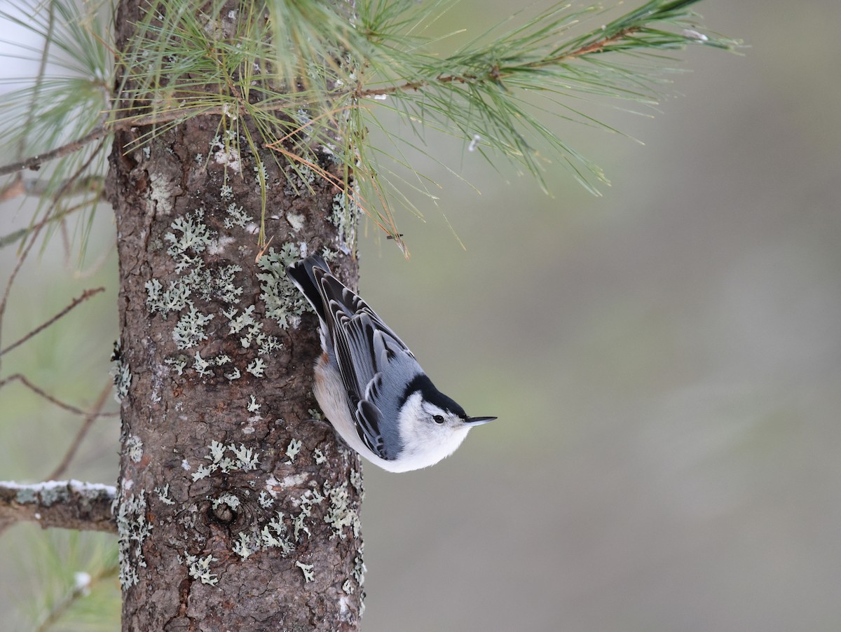 hvitbrystspettmeis - ML646869908