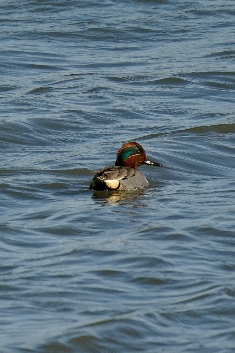 čírka obecná - ML646869909