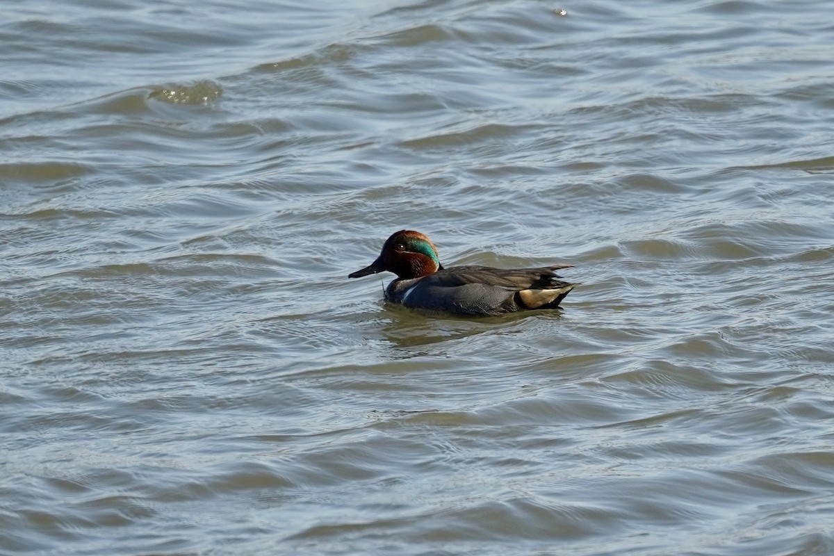 čírka obecná - ML646869910