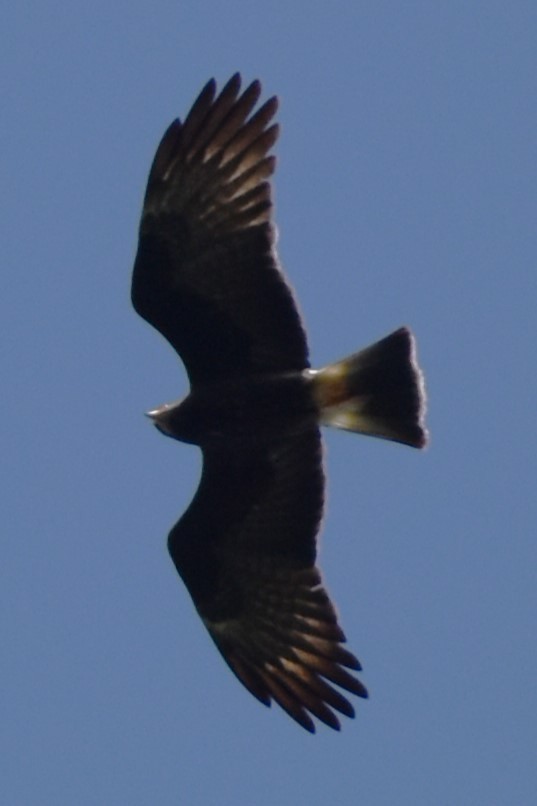 Snail Kite - ML646869911