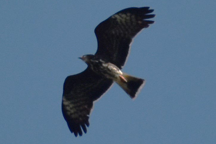 Snail Kite - ML646869912