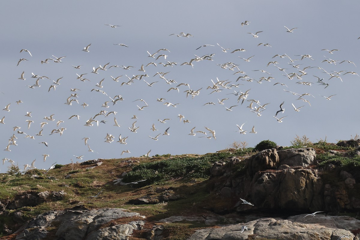 Great Crested Tern - ML646869920