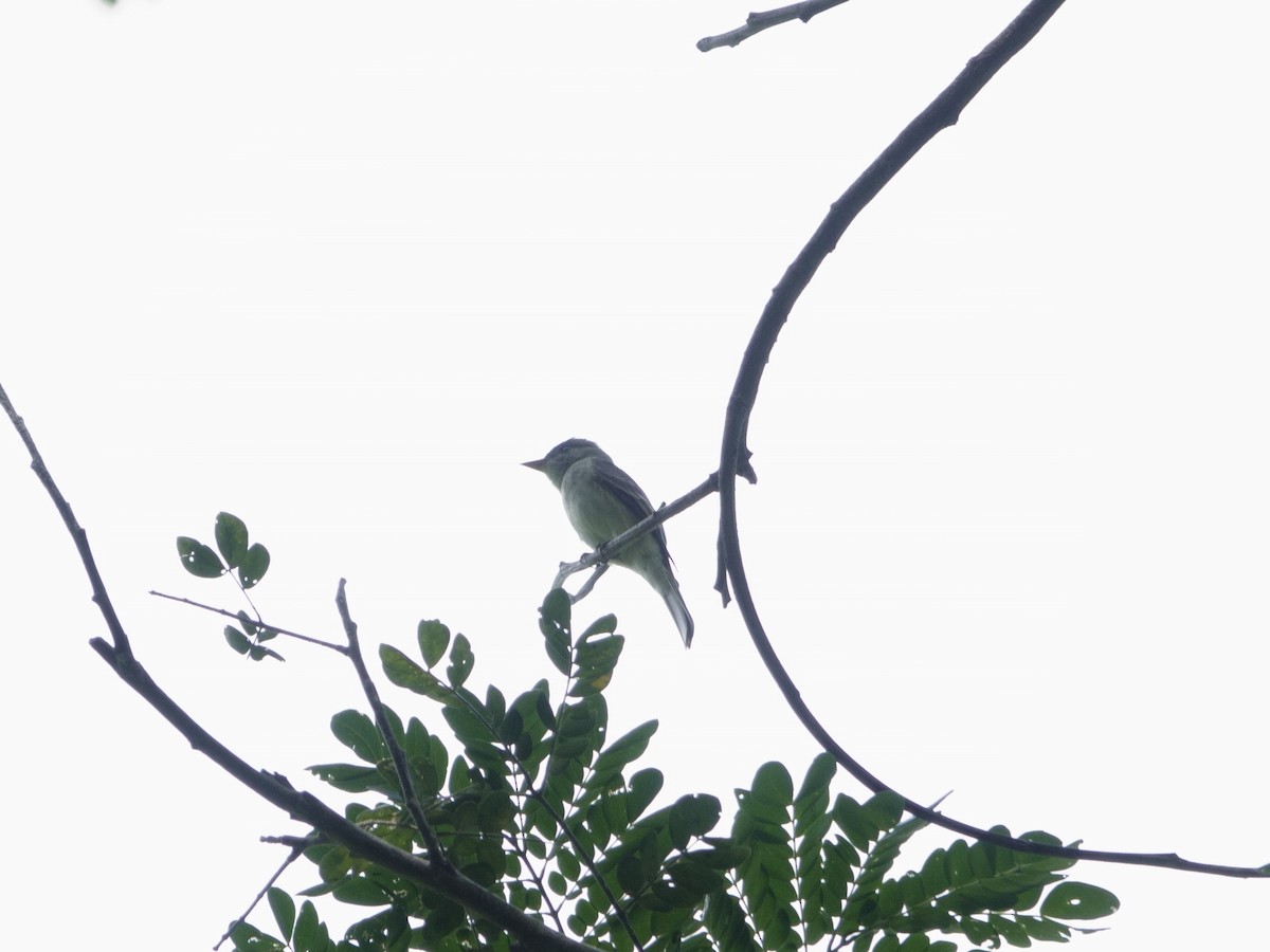 Northern Tropical Pewee - ML646869923