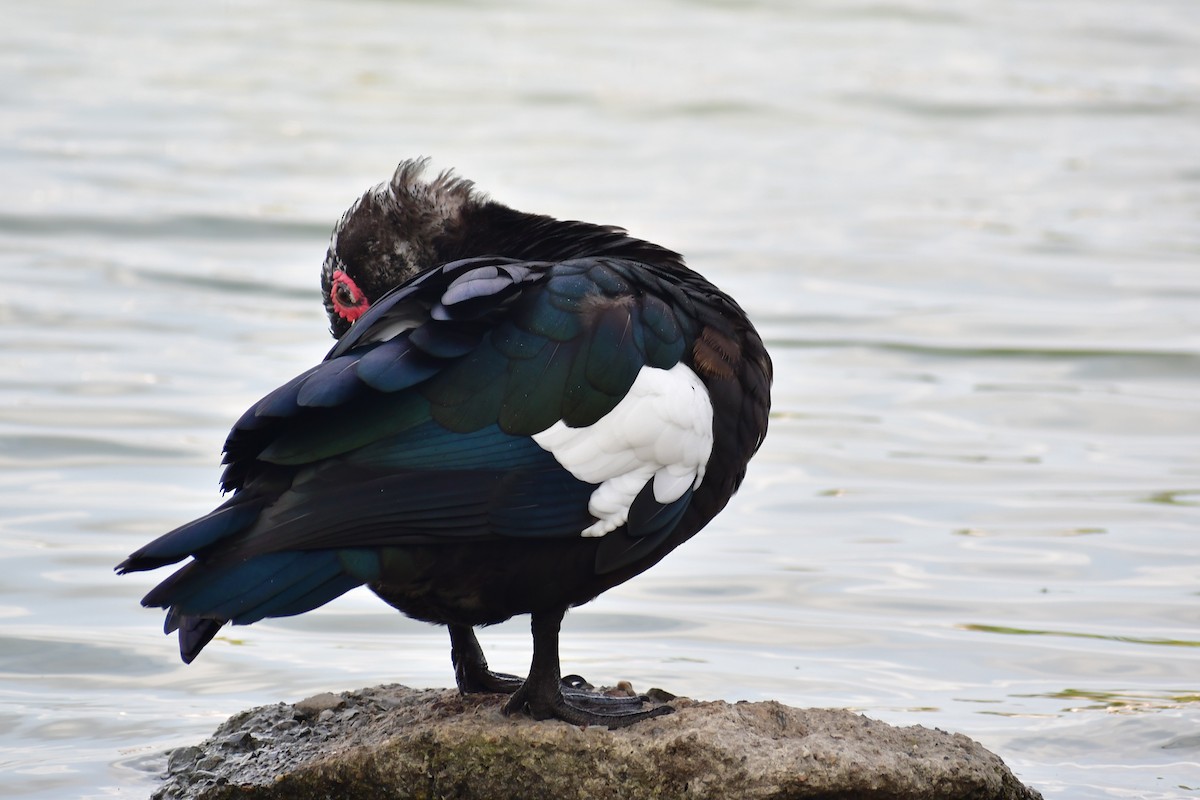 Ahate musketaduna (etxekoa) - ML646869925