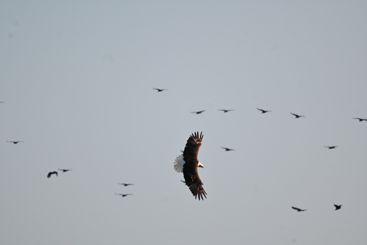 Bald Eagle - ML646869928