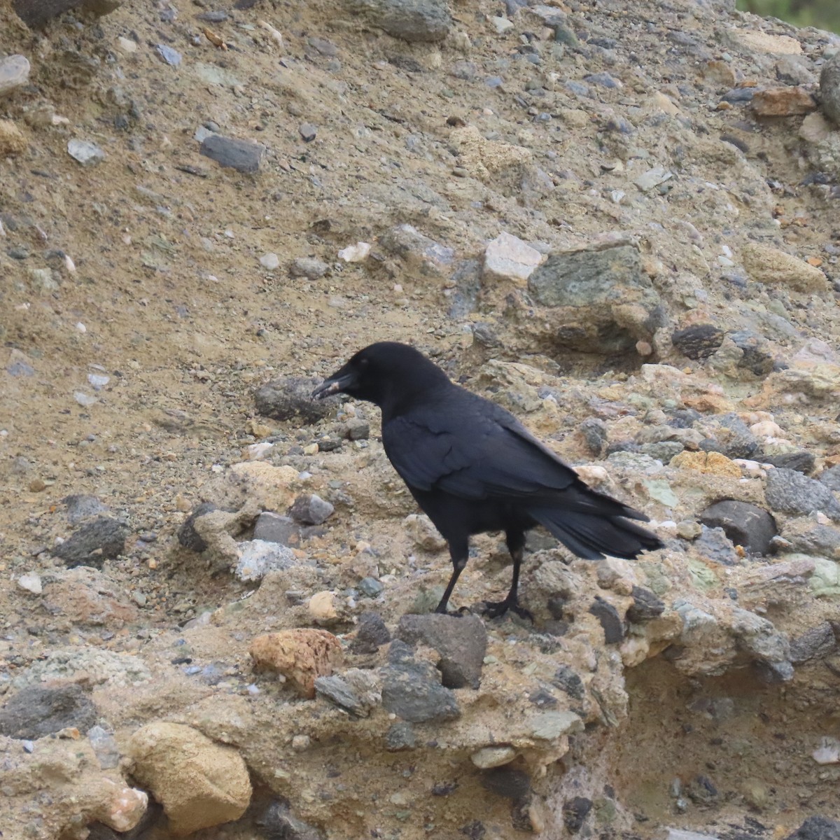 American Crow - ML646869929