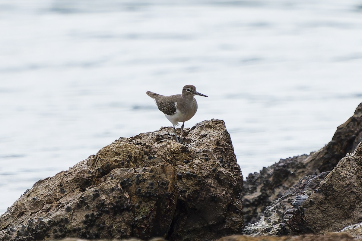 Common Sandpiper - ML646869930