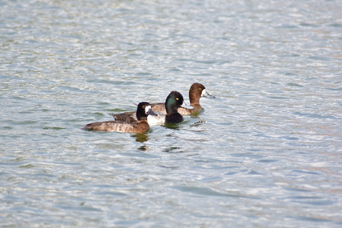 Murgilari txikia - ML646869931